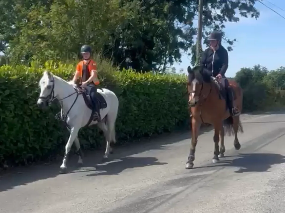 Stunning Gelding - Image 2