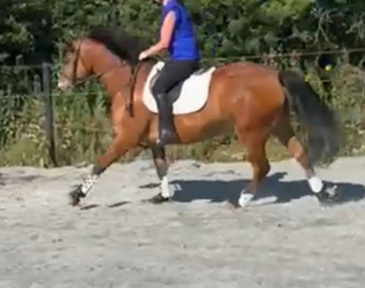 Stunning Gelding - Image 3