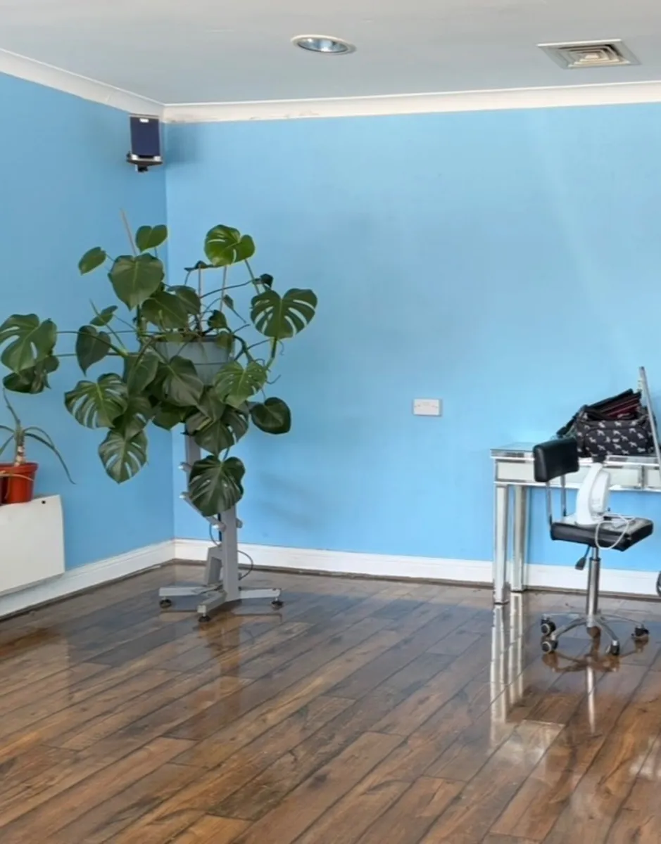 Monstera Cheese House plant - Image 2
