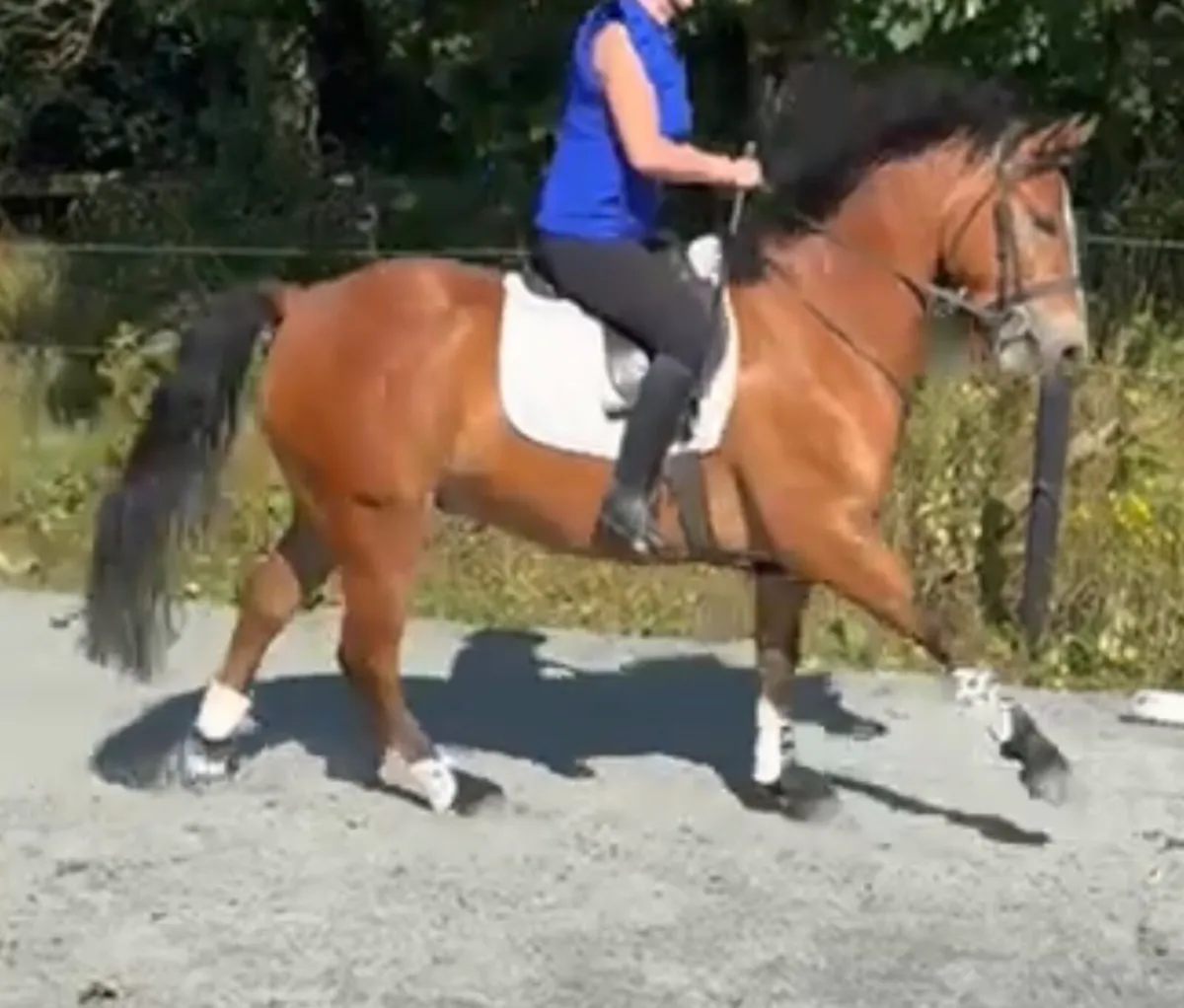 Stunning Gelding - Image 4