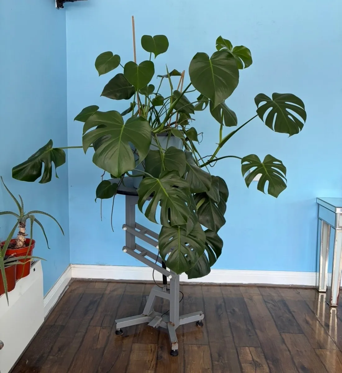 Monstera Cheese House plant - Image 3