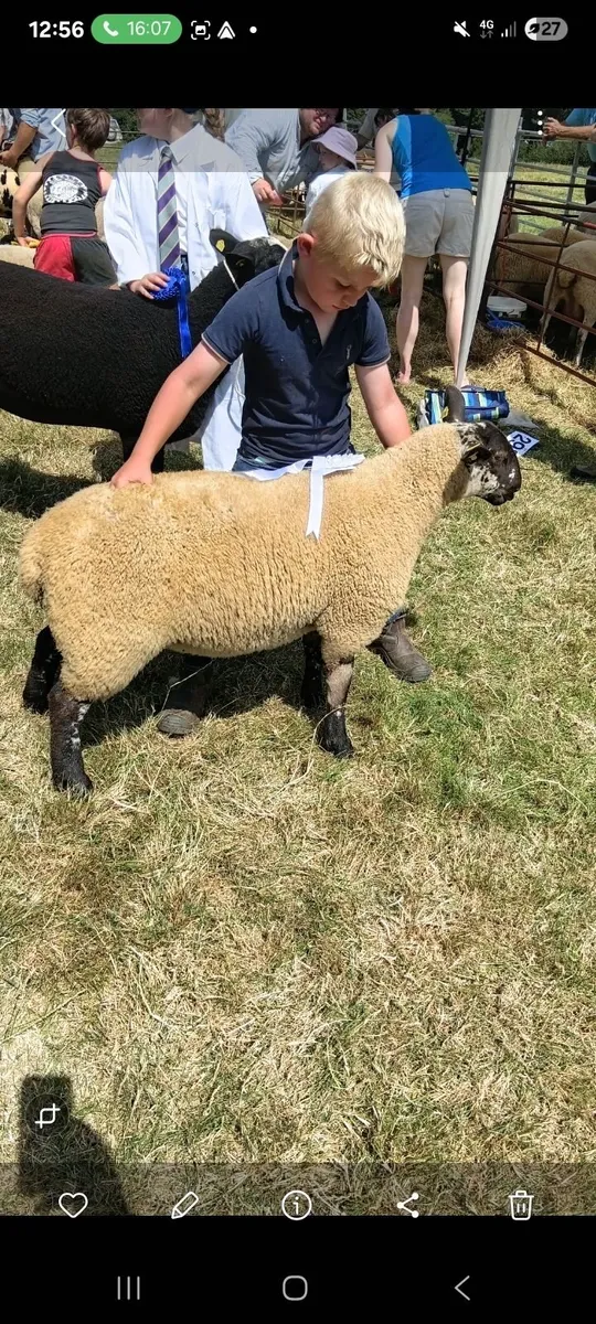 Sheep - Image 2
