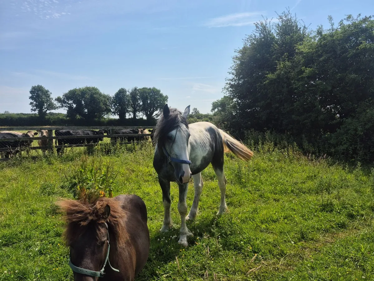 3 yr old colt - Image 2