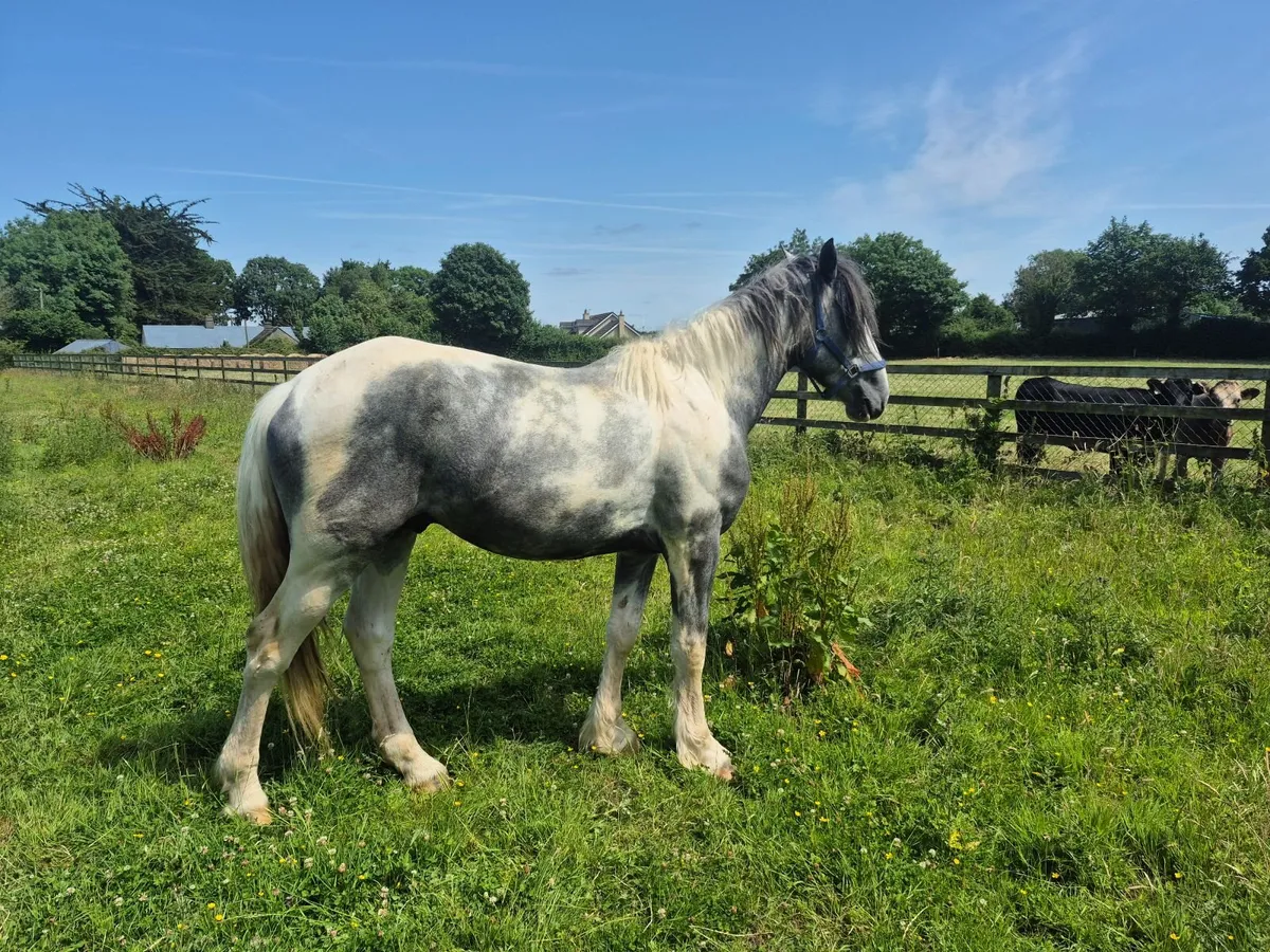 3 yr old colt - Image 3