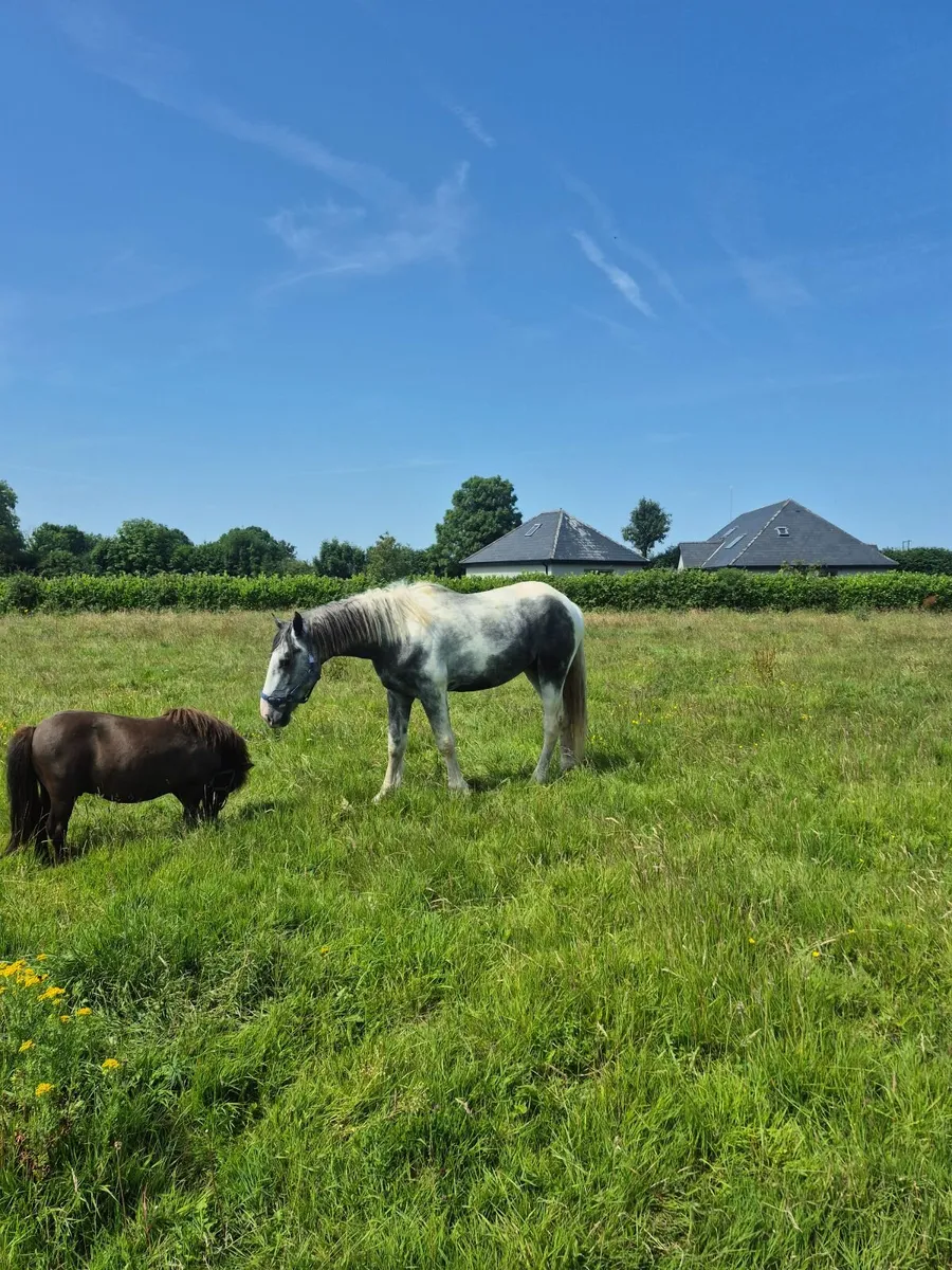3 yr old colt - Image 4