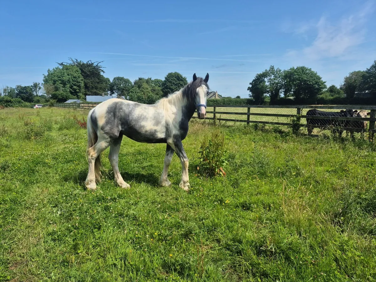 3 yr old colt - Image 1