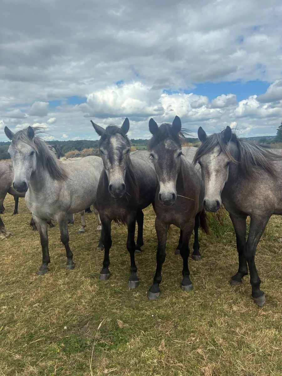 Registered Connemara ponies - Image 1