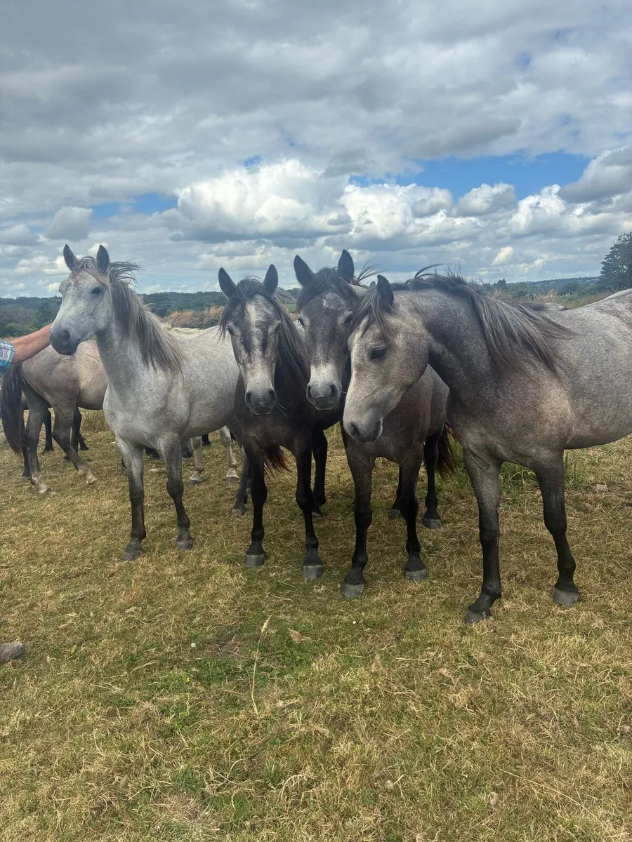 Registered Connemara ponies - Image 2