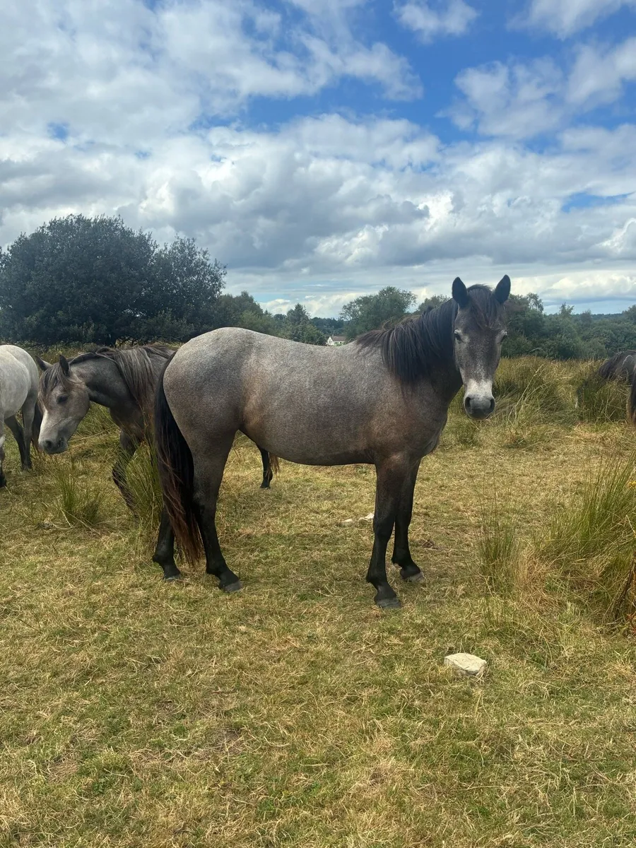 Registered Connemara ponies - Image 3