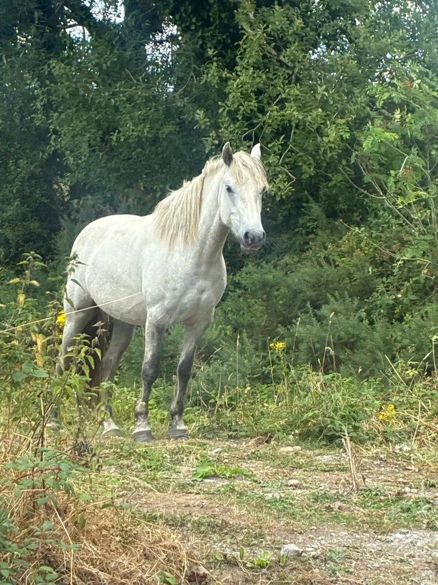 Registered Connemara ponies - Image 4