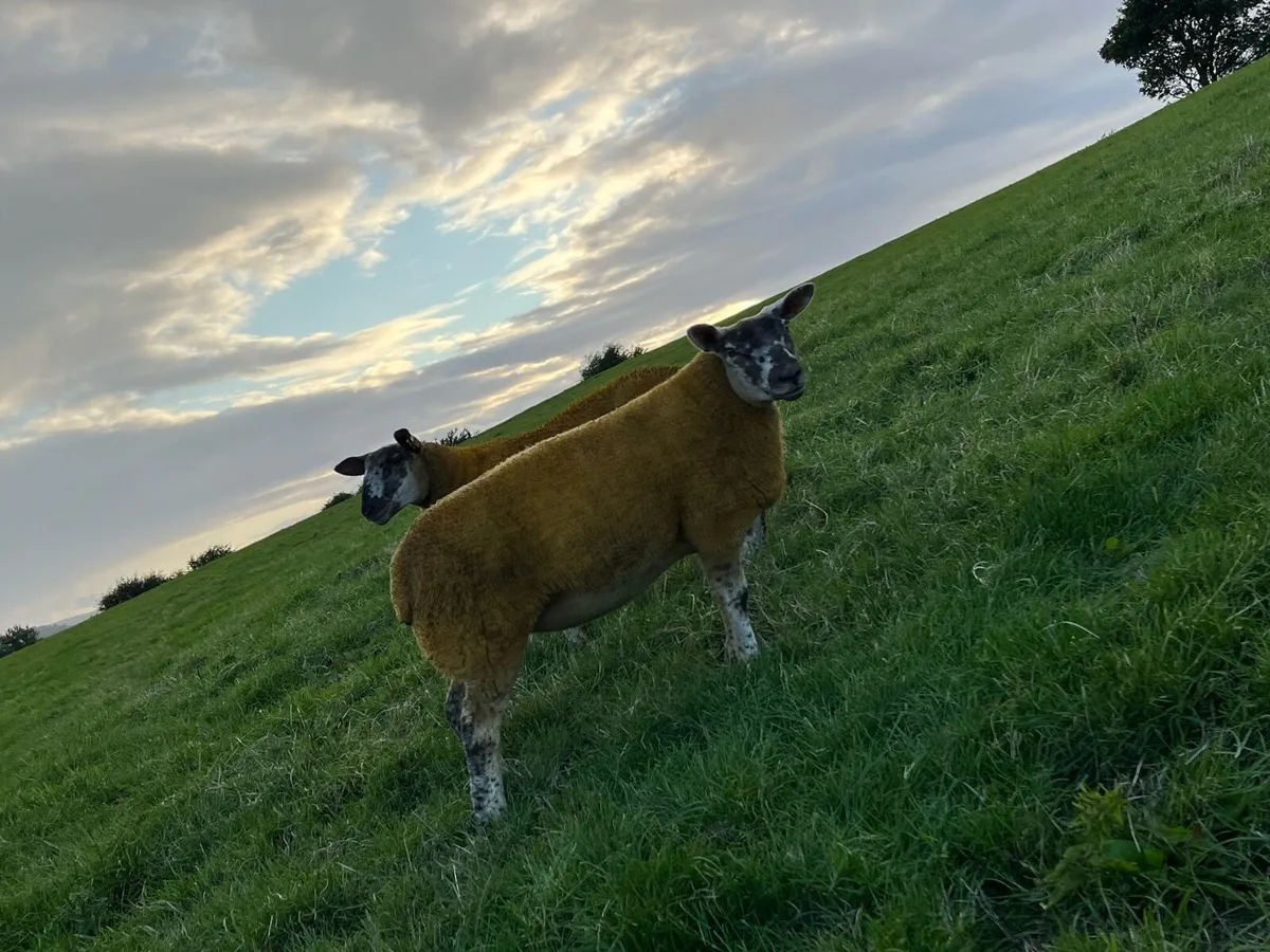 Sufftex ewe lambs - Image 1