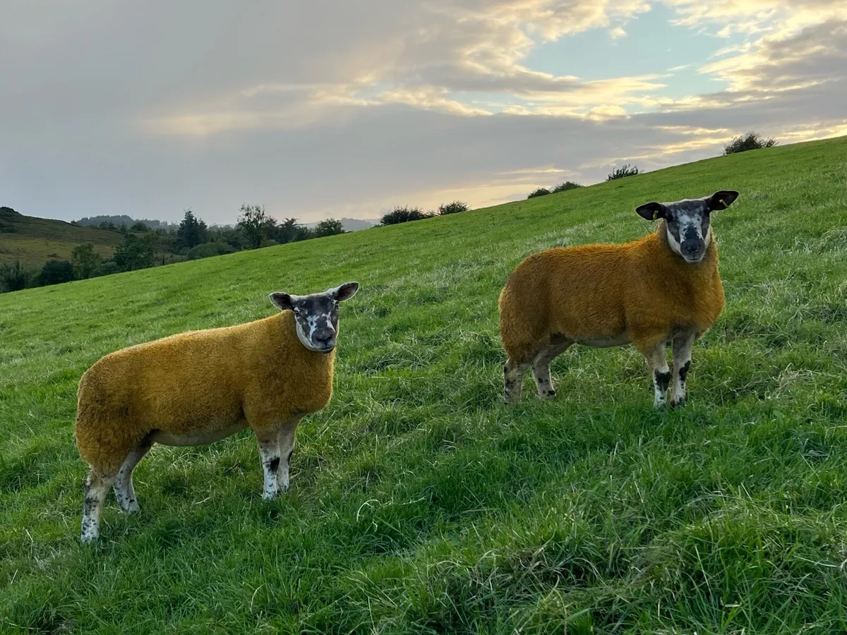 Sufftex ewe lambs - Image 2