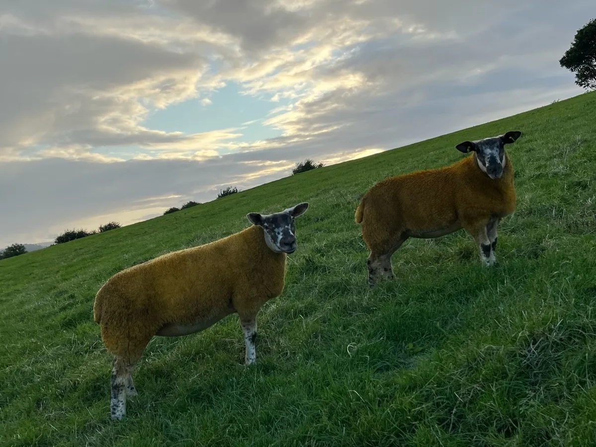 Sufftex ewe lambs - Image 3