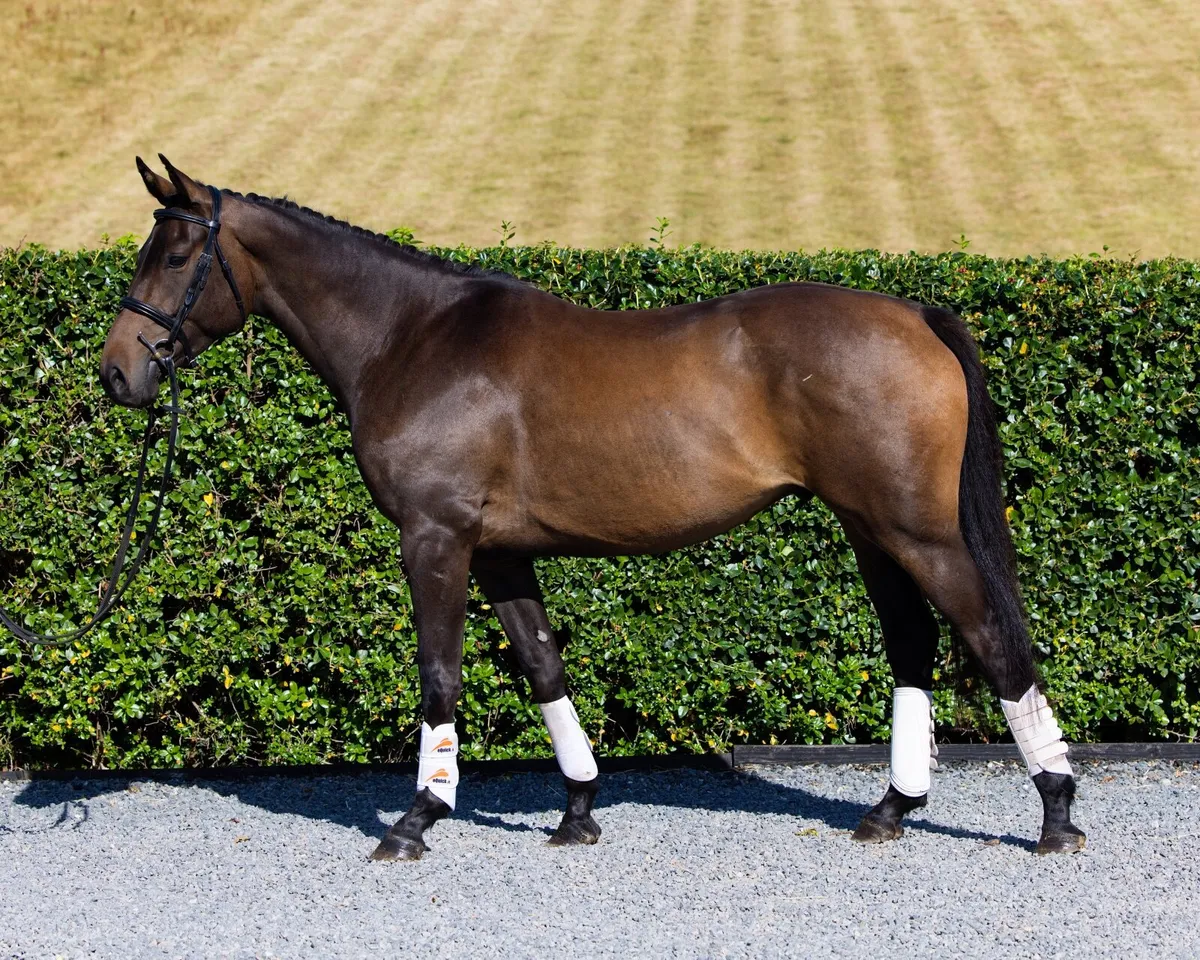 15.2 4yo gelding - Image 1