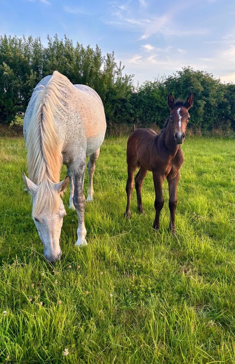 RID Mare and foal for sale - Image 1