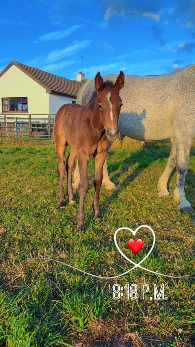 RID Mare and foal for sale - Image 2
