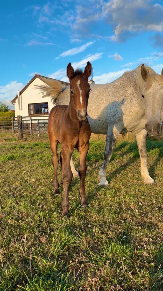 RID Mare and foal for sale - Image 3