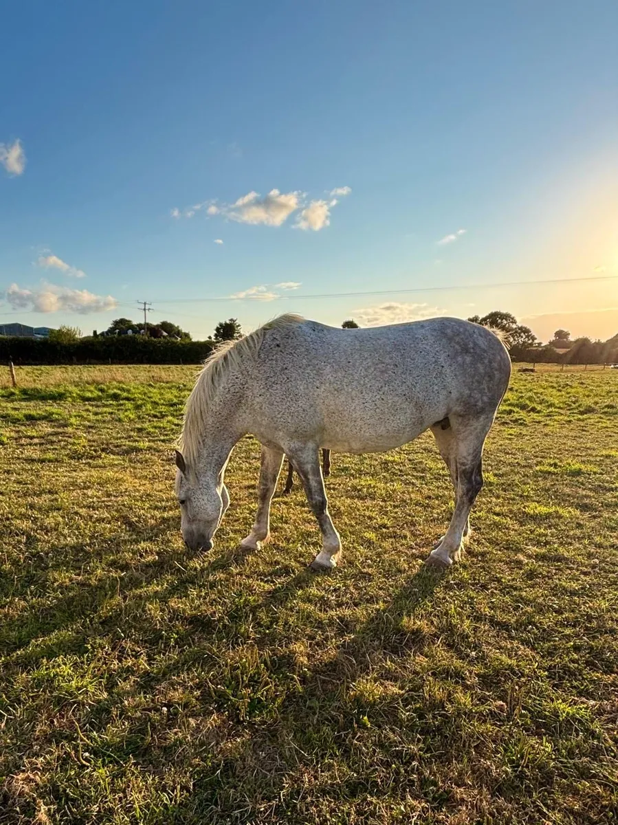 RID Mare and foal for sale - Image 4