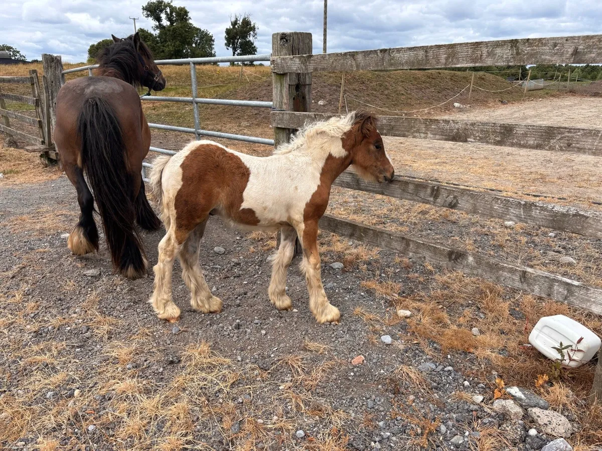 Cob pony - Image 3