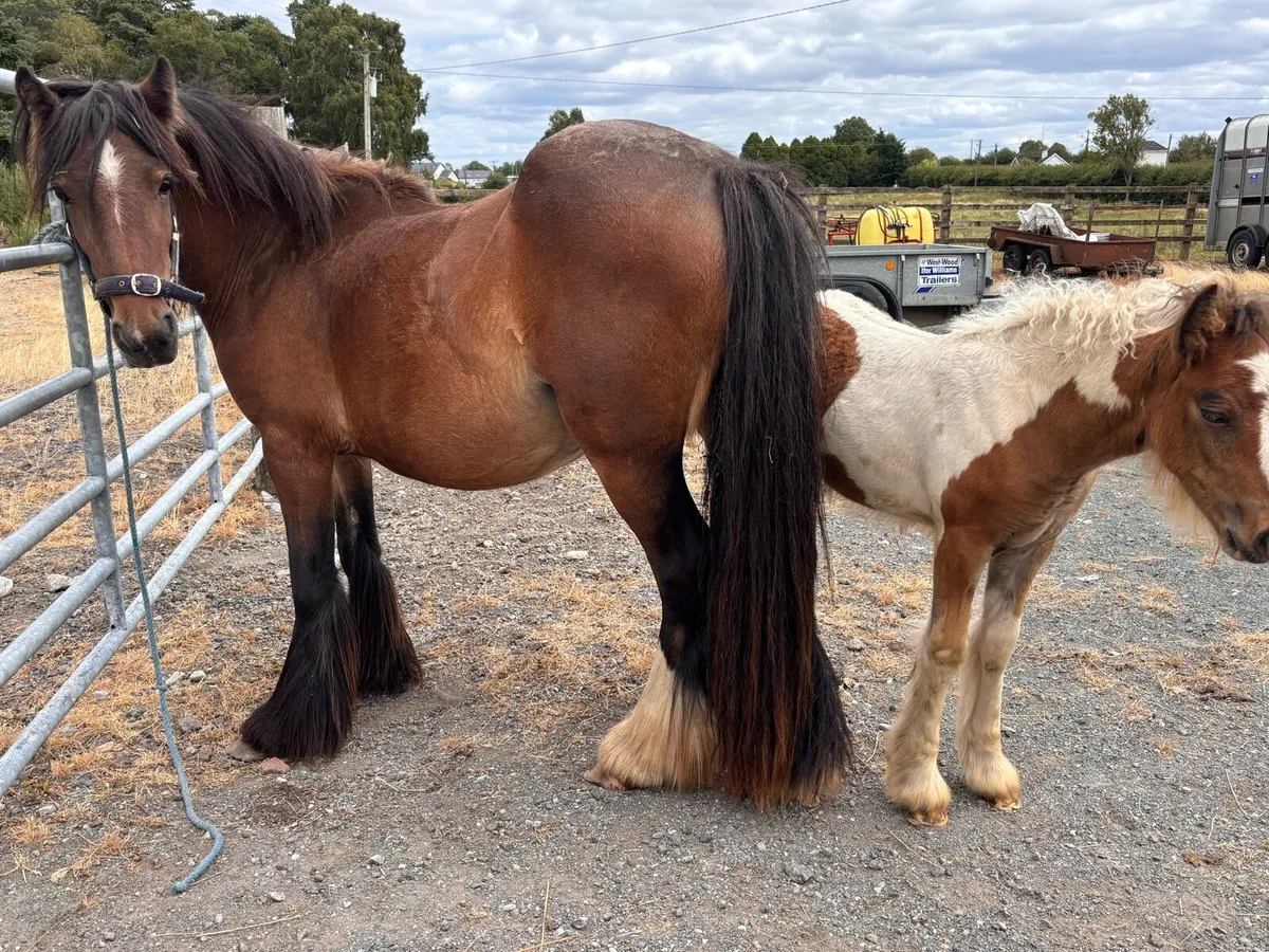 Cob pony - Image 4