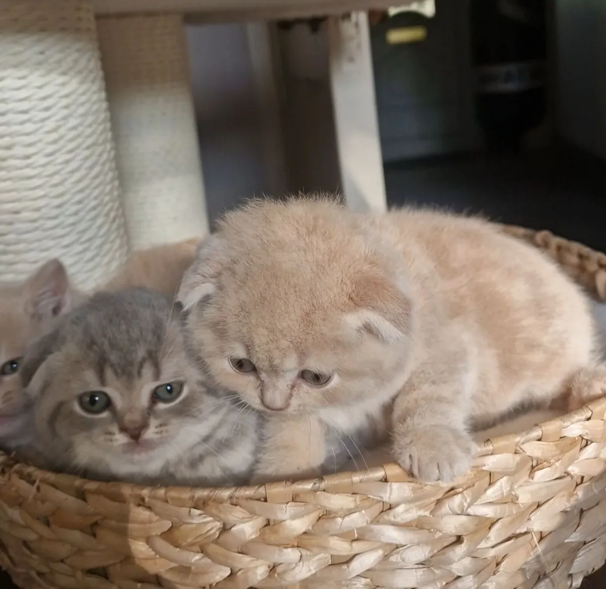 Scottish kittens - Image 2