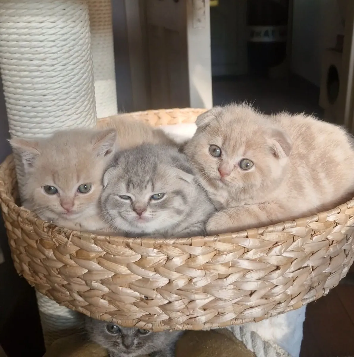 Scottish kittens - Image 4