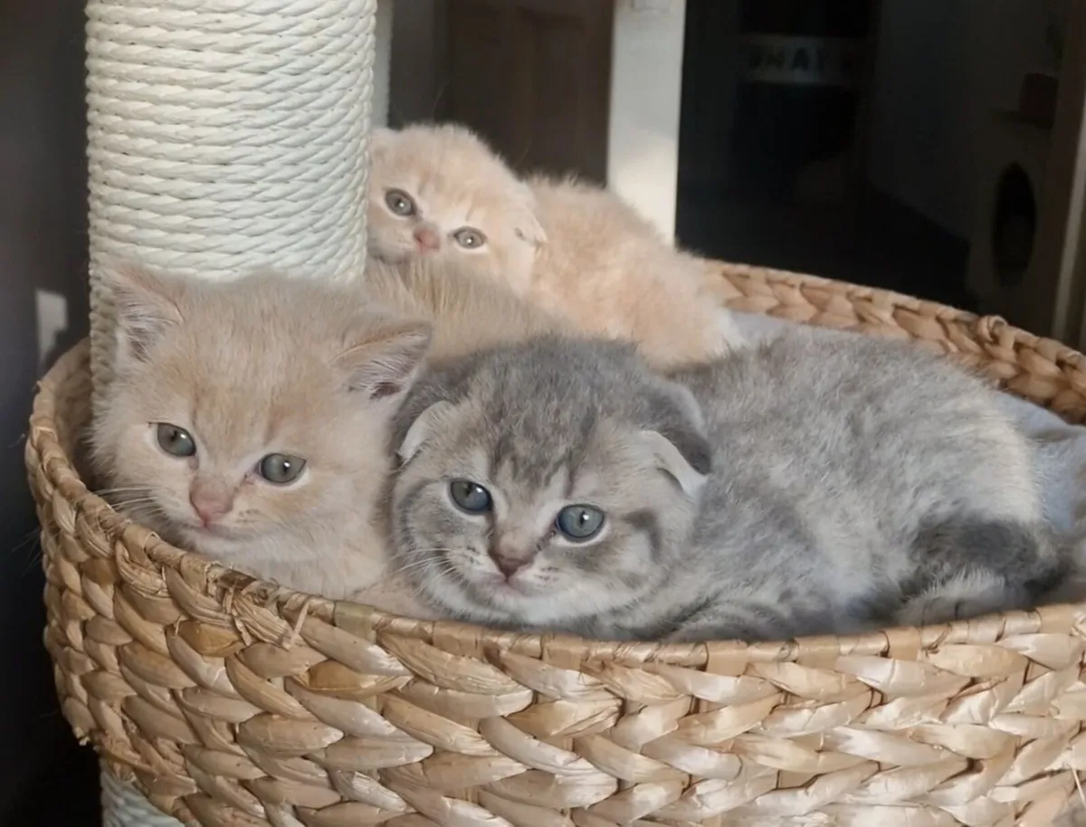 Scottish kittens - Image 3