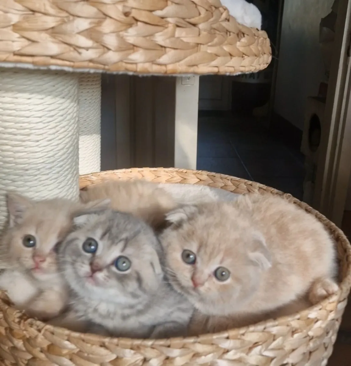 Scottish kittens - Image 1