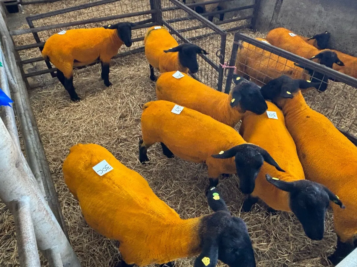 Organic Pedigree Reg Suffolk Ewe Hoggets - Image 2