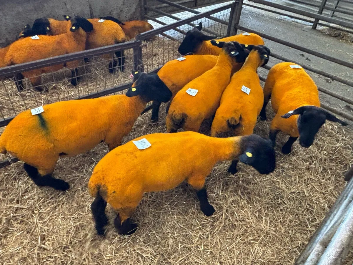 Organic Pedigree Reg Suffolk Ewe Hoggets - Image 3