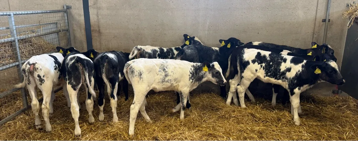 Belgian Blue Heifers - Image 1