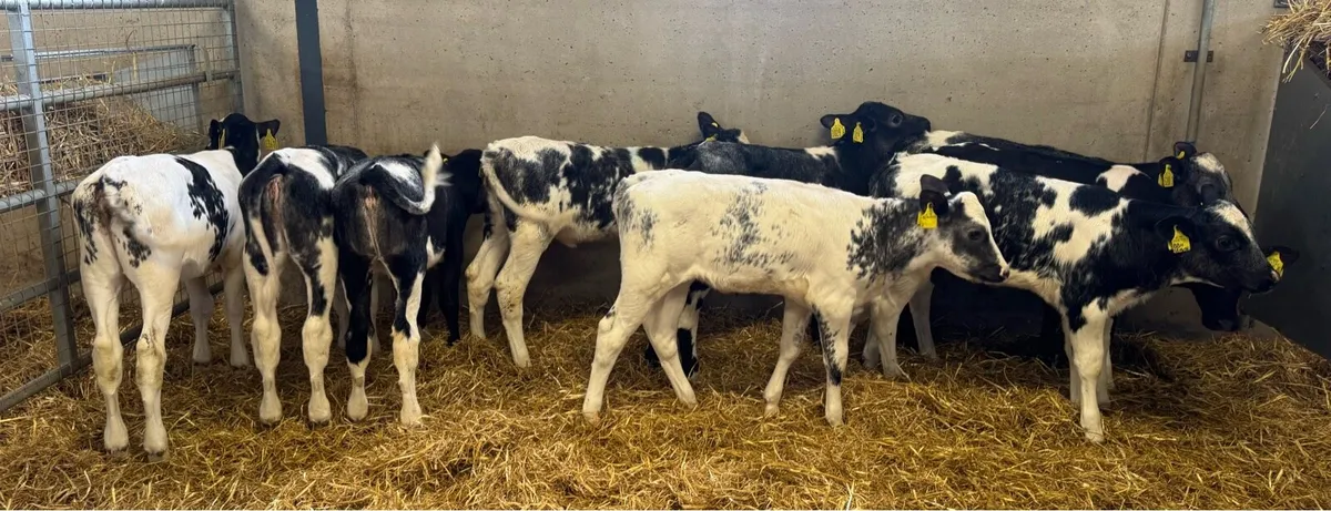 Belgian Blue Heifers - Image 2