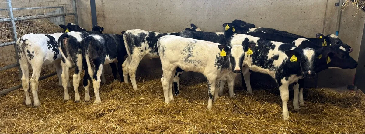 Belgian Blue Heifers - Image 3