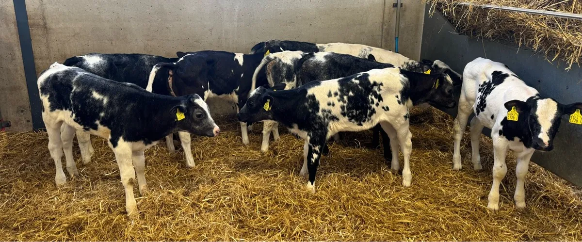 Belgian Blue Heifers - Image 4