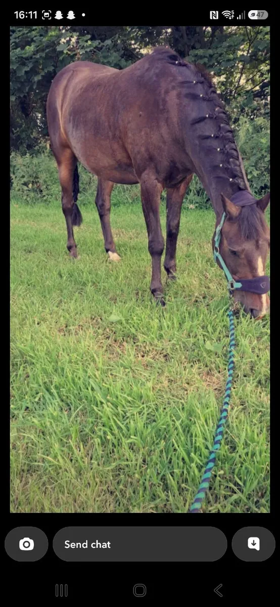 Pony - Image 2