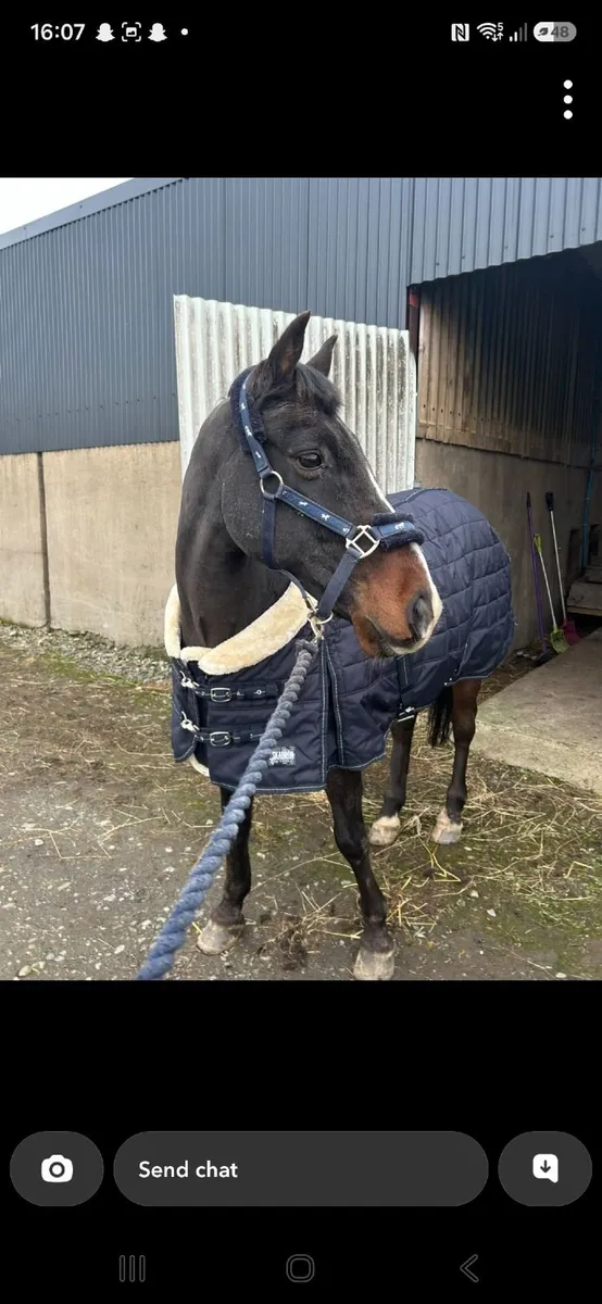Pony - Image 1