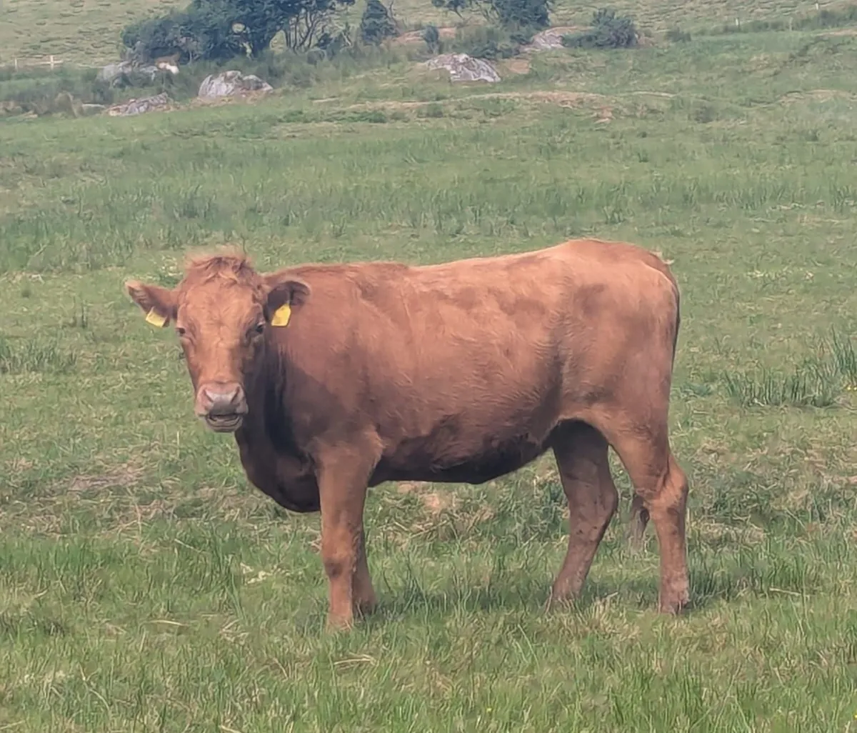 Dexter Cattle - Image 1