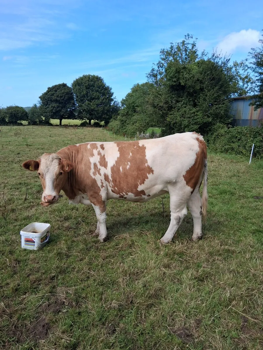 In-Calf Heifers - Image 1