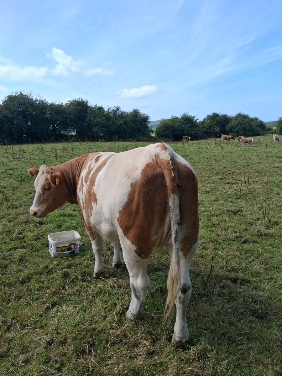 In-Calf Heifers - Image 2