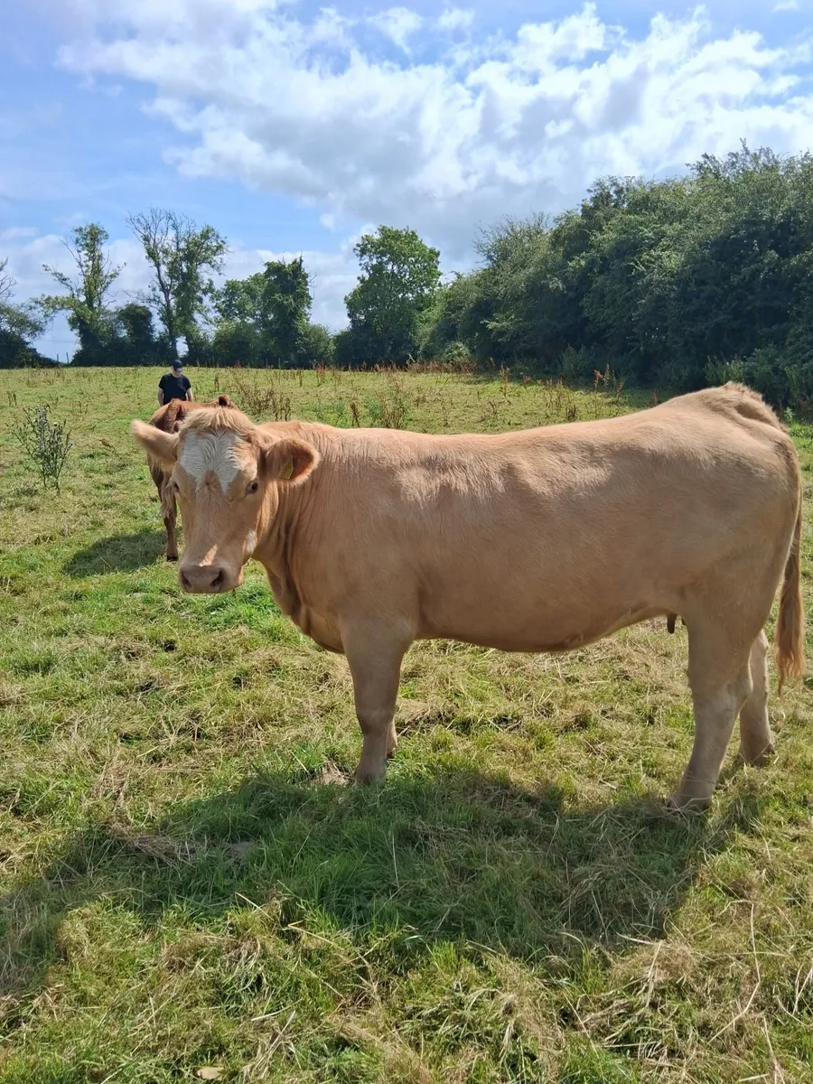 In-Calf Heifers - Image 3