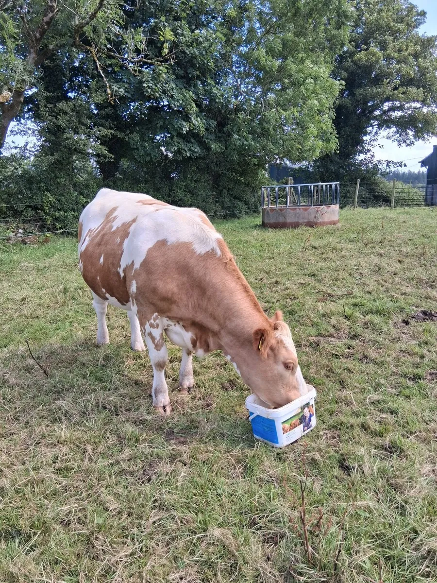 In-Calf Heifers - Image 4