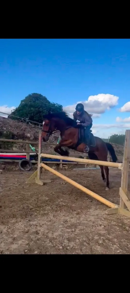 14.2 gelding