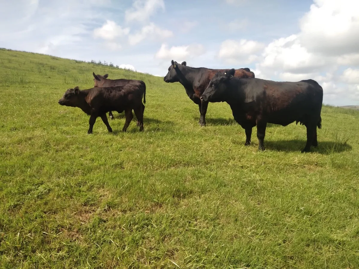 PB Angus heifers with calves at foot - Image 2
