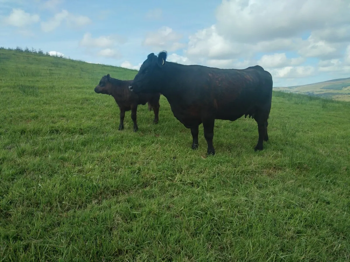 PB Angus heifers with calves at foot - Image 3