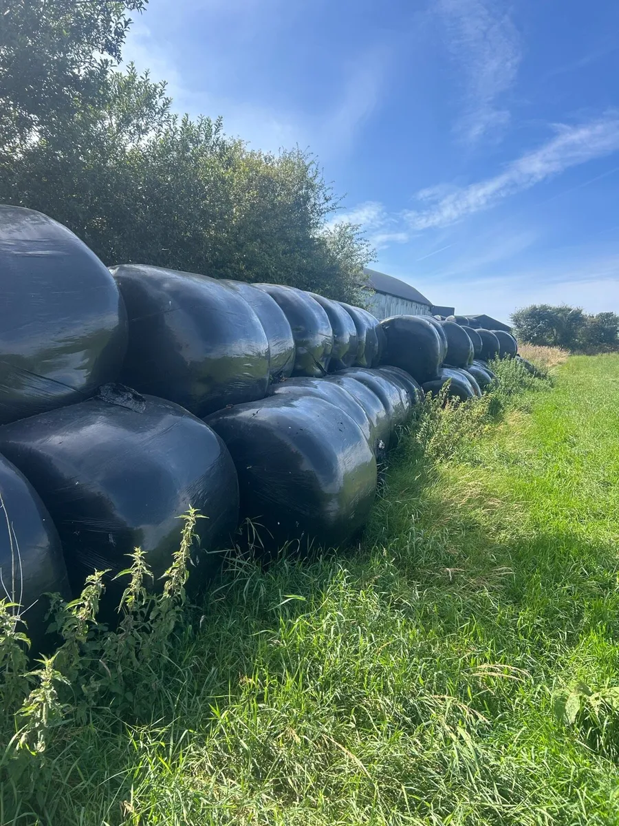 Average quality bales of silage - Image 1