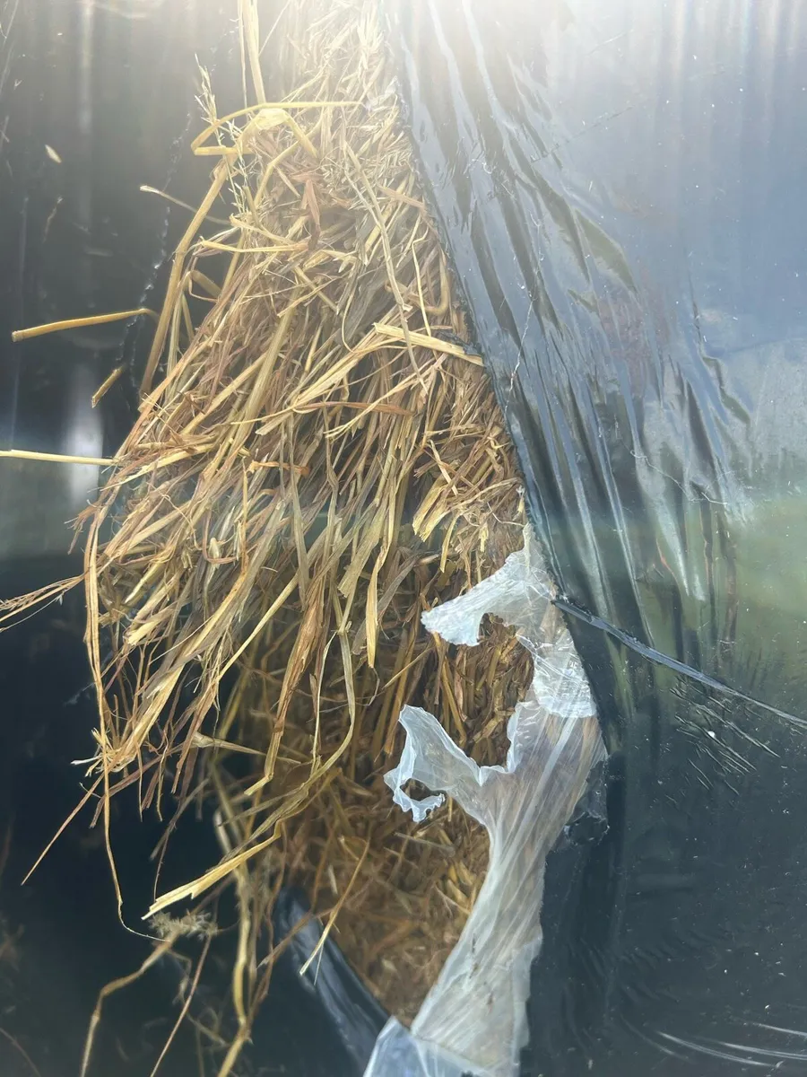 Average quality bales of silage - Image 2