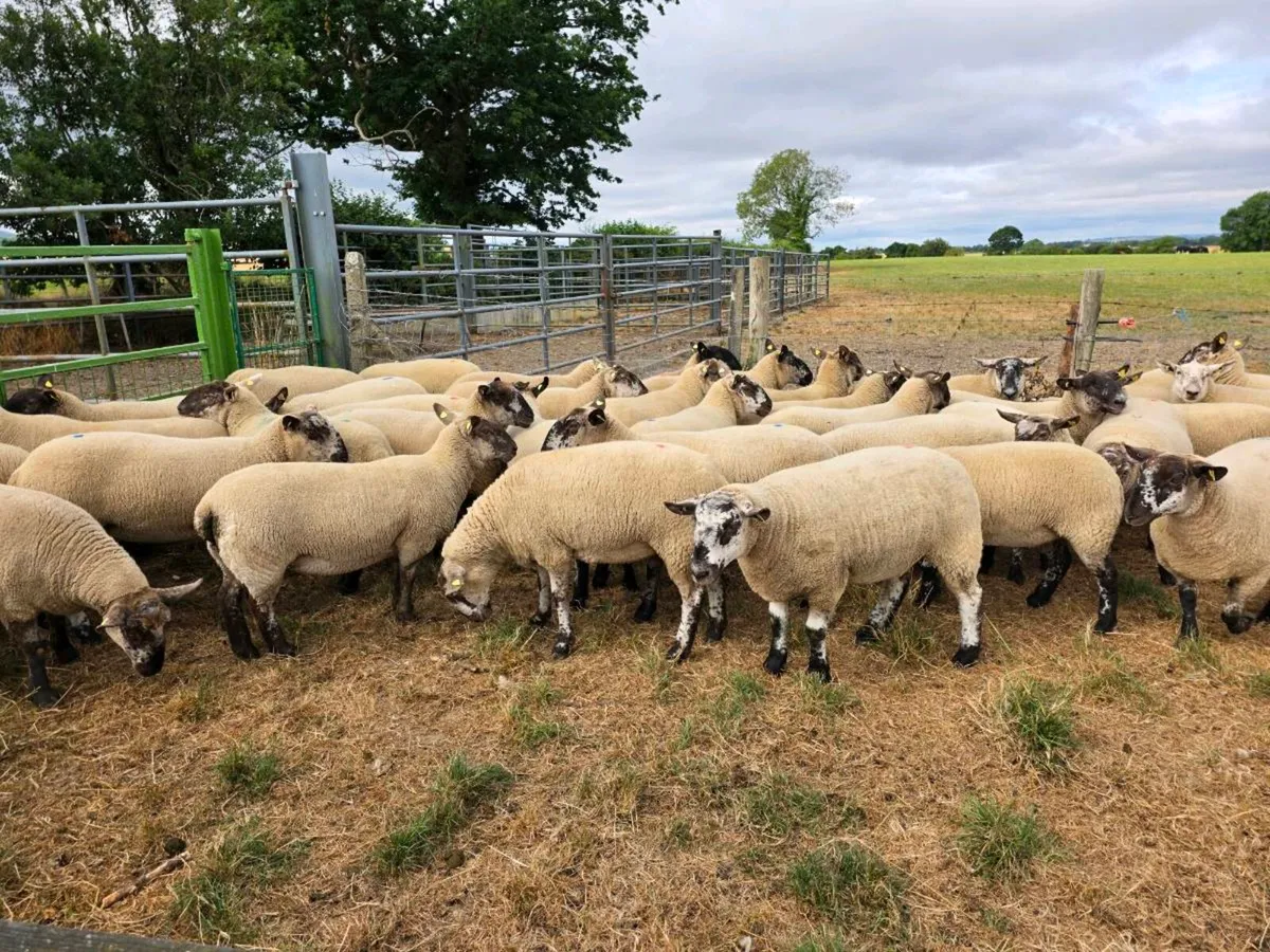 Wicklow Cheviot Suffolk Cross Hogget Ewes - Image 2