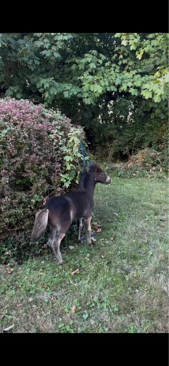 Miniature filly - Image 1