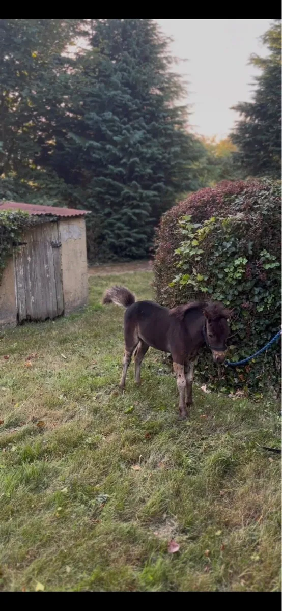 Miniature filly - Image 2