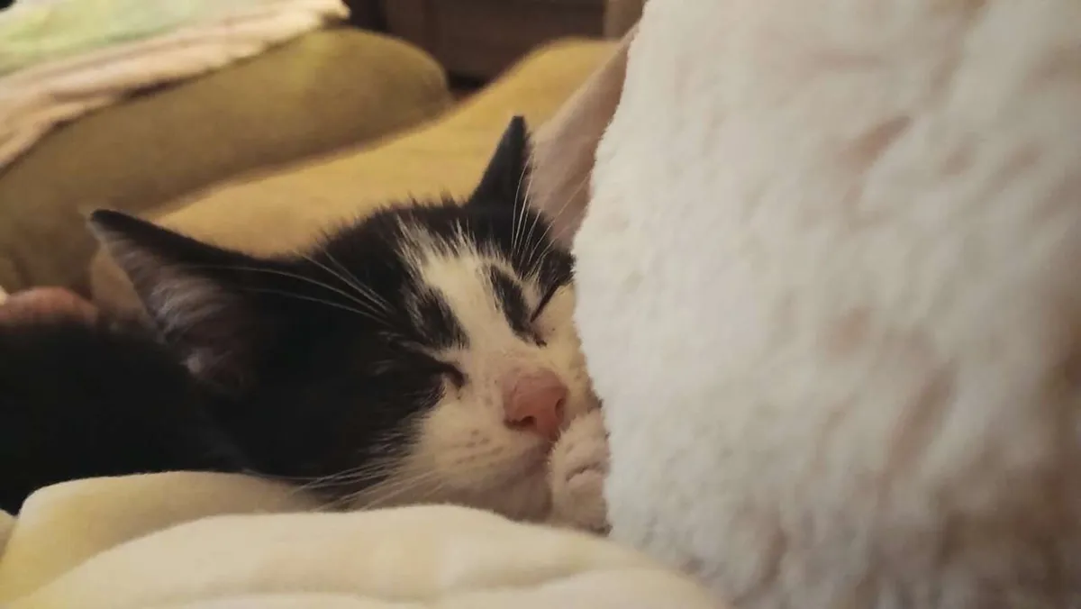 kitten - Image 1